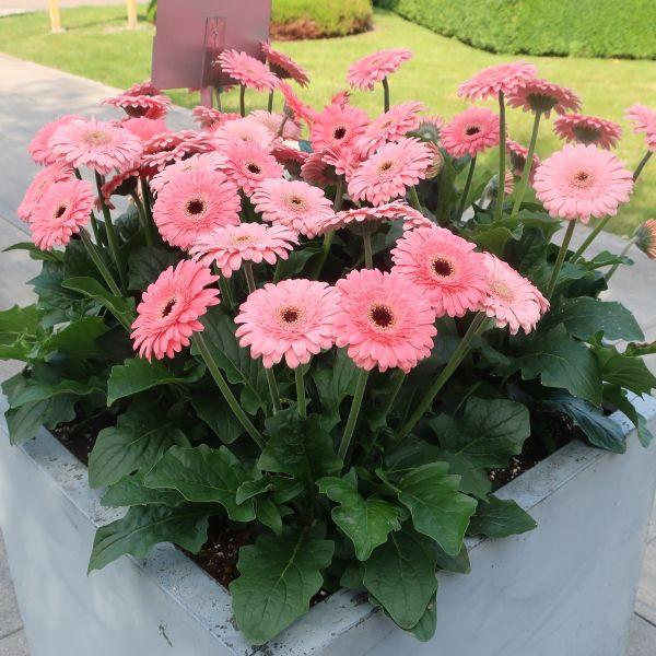 当店農場生産】ガーベラ ガルビネア スイートペストリー 9cmポット苗