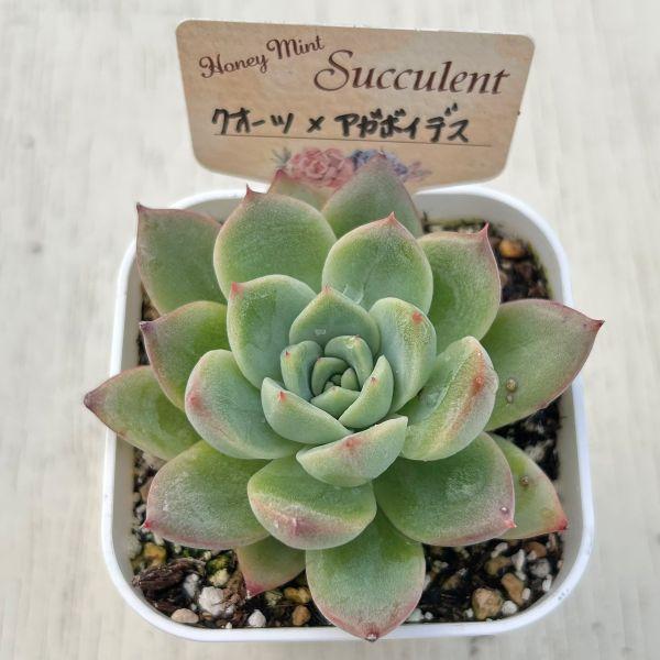 多肉植物 エケベリア クォーツ×アガボイデス 7.5cmポット苗 : ハニー