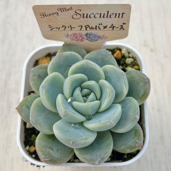 多肉植物 エケベリア シックリーフアルバ×チーズHyb 7.5cmポット苗