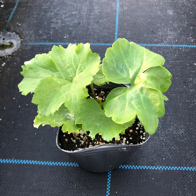 当店農場生産】ラナンキュラス ラックス ペネロペ 9cmポット苗