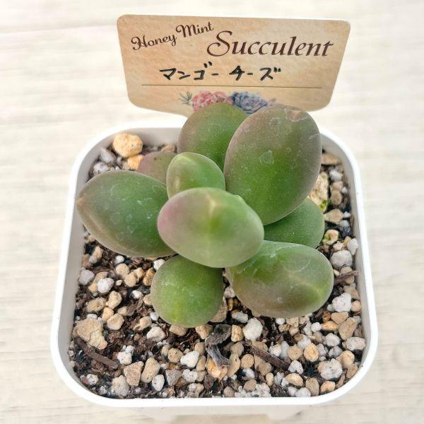 多肉植物 エケベリア マンゴーチーズ 7.5cmポット苗 : ハニーミント