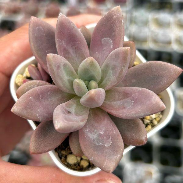 多肉植物 エケベリア ピーチブロッサムランド 7.5cmポット苗 : ハニー