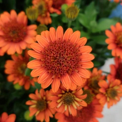 当店農場生産】オステオスペルマム 3D オレンジ 9cmポット苗 多年草