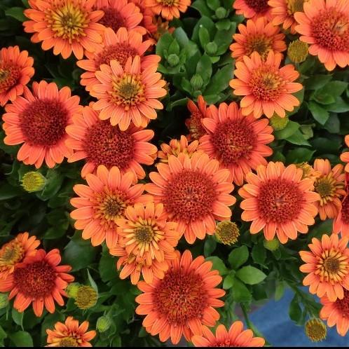 当店農場生産】オステオスペルマム 3D オレンジ 9cmポット苗 多年草