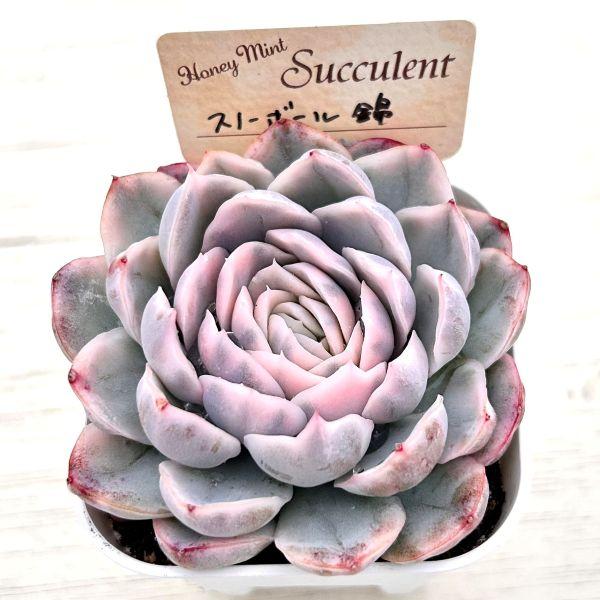 多肉植物 エケベリア スノーボール錦 7.5cmポット苗 : ハニーミント