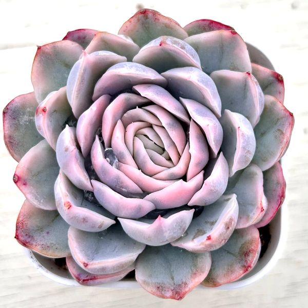 多肉植物 エケベリア スノーボール錦 7.5cmポット苗 : ハニーミント