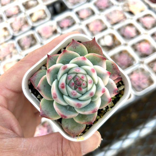 多肉植物 エケベリア チワワエンシス錦 7.5cmポット苗（Yahoo!・ハニーミント）