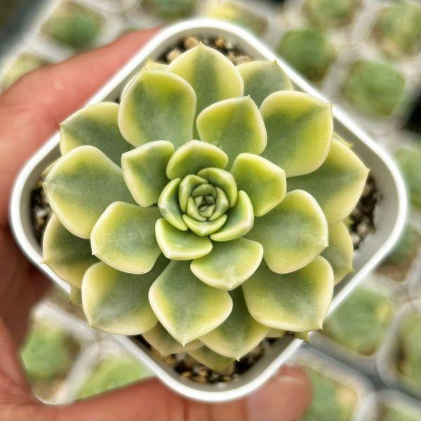 多肉植物 エケベリア ピンクドール錦 7.5cmポット苗 : ハニーミント