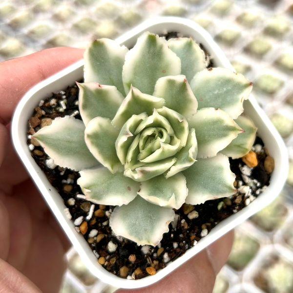 多肉植物 エケベリア パープルバタフライ錦 7.5cmポット苗（Yahoo!・ハニーミント）