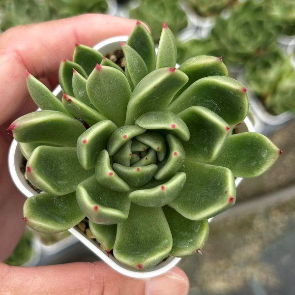 多肉植物 エケベリア グリーンクロス 7.5cmポット苗 : ハニーミント