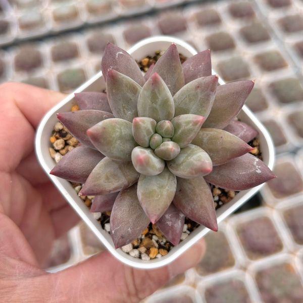 多肉植物 パキフィツム クリスタルボール 7.5cmポット苗 : ハニー