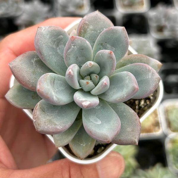多肉植物 エケベリア サクラフォール 7.5cmポット苗 : ハニーミント