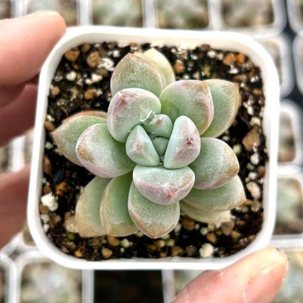 多肉植物 エケベリア サクラフォール 7.5cmポット苗 : ハニーミント