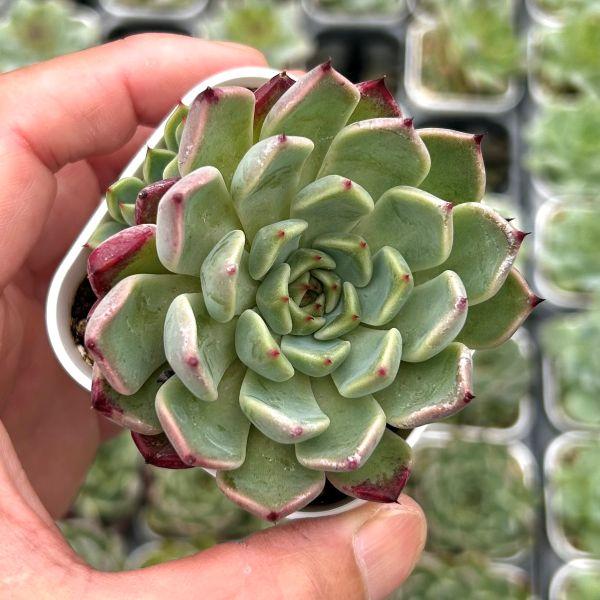 多肉植物 エケベリア サラジSP 7.5cmポット苗 : ハニーミント - 通販