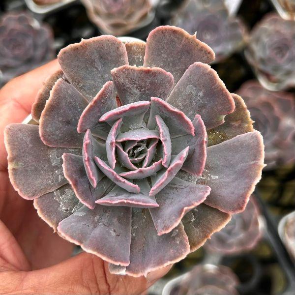 多肉植物 エケベリア デザートスター 7.5cmポット苗 : ハニーミント