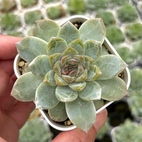 多肉植物 エケベリア ビンビン 7.5cmポット苗 : ハニーミント - 通販