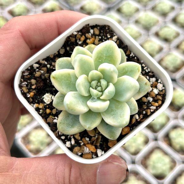 多肉植物 エケベリア ラウル錦 7.5cmポット苗 : ハニーミント - 通販
