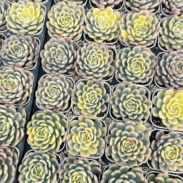 多肉植物 エケベリア ストロベリーアイス錦 7.5cmポット苗 : ハニー
