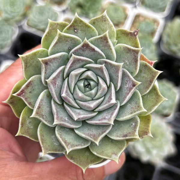 多肉植物 エケベリア コンチ×レナ 7.5cmポット苗 : ハニーミント