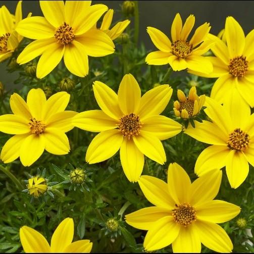 当店農場生産】ビデンス ビッグイエロー 9cmポット苗 半耐寒性多年草