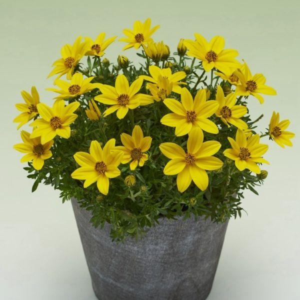 当店農場生産】ビデンス ビッグイエロー 9cmポット苗 半耐寒性多年草