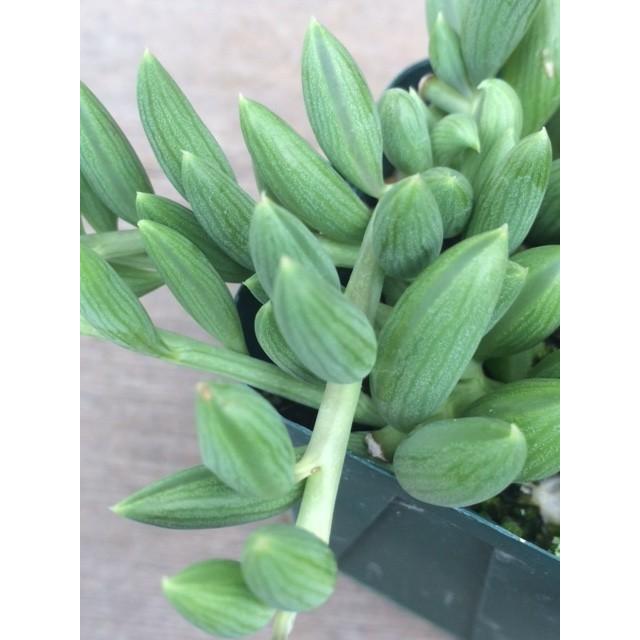 提携農場生産】多肉植物 セネシオ アーモンドネックレス 7.5cmポット苗