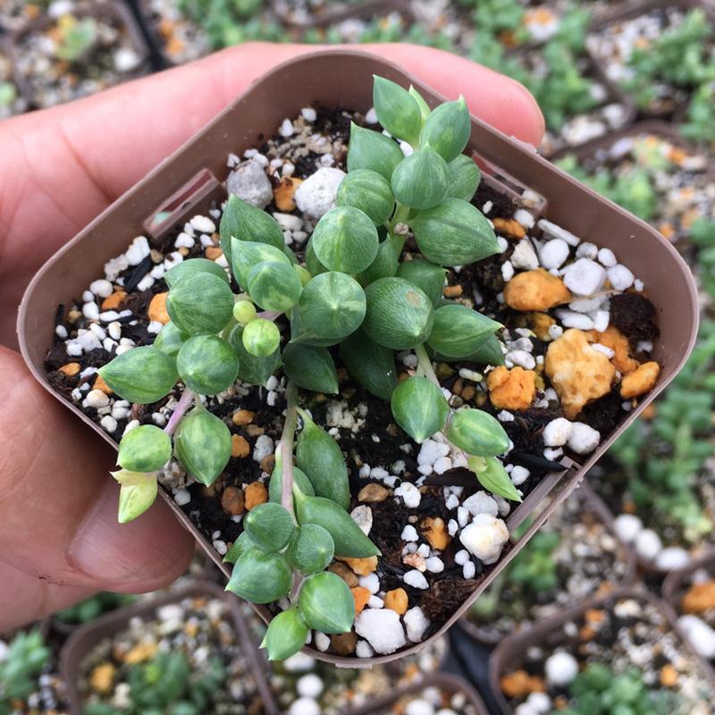 提携農場生産】多肉植物 セネシオ エンジェルティアーズ錦 7.5cmポット