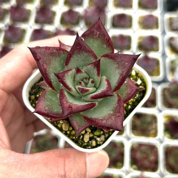 多肉植物 エケベリア レッドサンダルウッドジュース 7.5cmポット苗