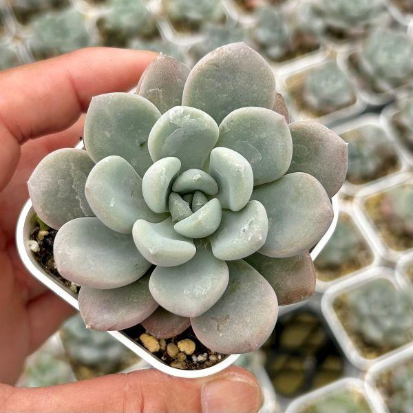 多肉植物パキフィツム　シンデレラ　抜き苗 多肉植物 パキフィツム ホワイトデュー 7.5cmポット苗 : ハニーミント