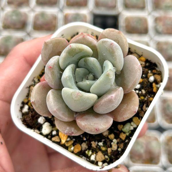 多肉植物 パキフィツム ホワイトデュー 7.5cmポット苗 : ハニーミント