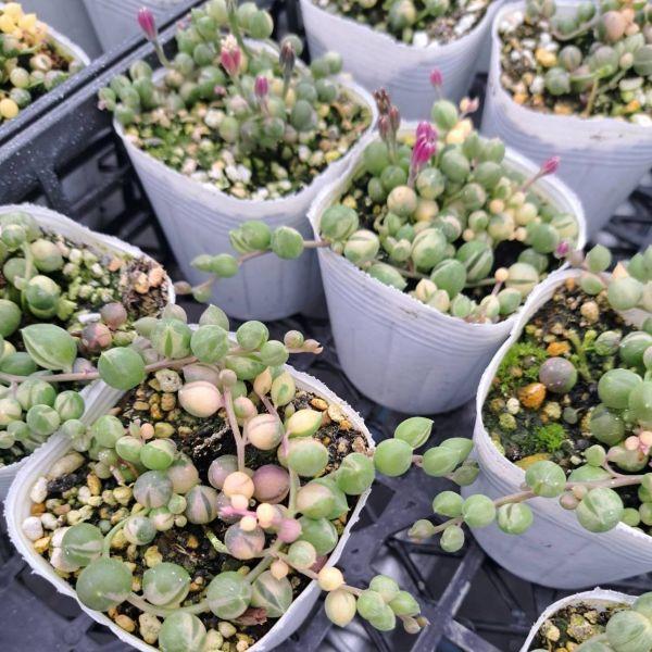 提携農場生産】多肉植物 セネシオ 斑入グリーンネックレス 7.5cmポット