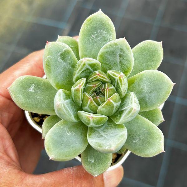 多肉植物 エケベリア スノーフレークジェニー 7.5cmポット苗 : ハニー