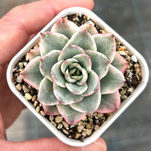 多肉植物 エケベリア クリームピーチ錦 7.5cmポット苗 : ハニーミント