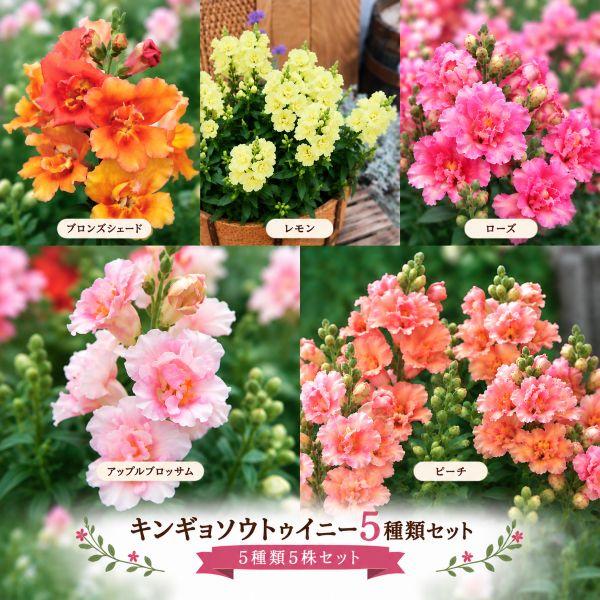 当店農場生産】八重咲きキンギョソウ トゥイニーシリーズ 5種類5鉢