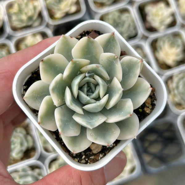 多肉植物 エケベリア ムーンフェアリー錦 7.5cmポット苗 : ハニー