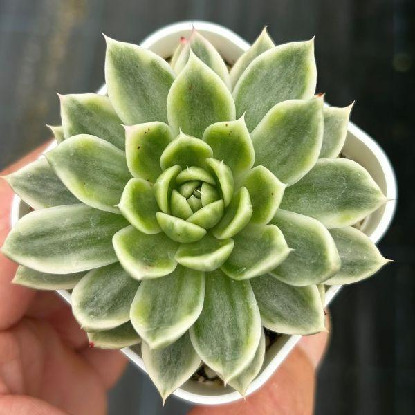 多肉植物 エケベリア バタフライ錦 7.5cmポット苗 : ハニーミント