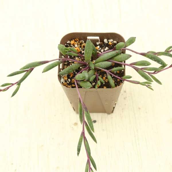 提携農場生産】多肉植物 セネシオ ルビーネックレス 7.5cmポット苗