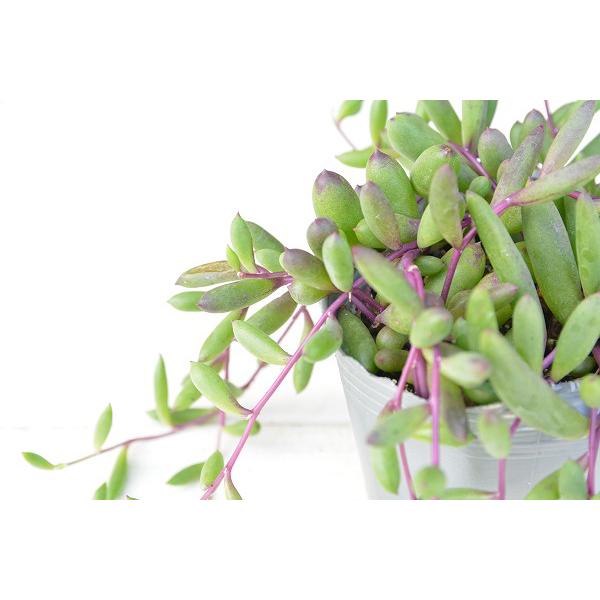提携農場生産】多肉植物 セネシオ ルビーネックレス 7.5cmポット苗