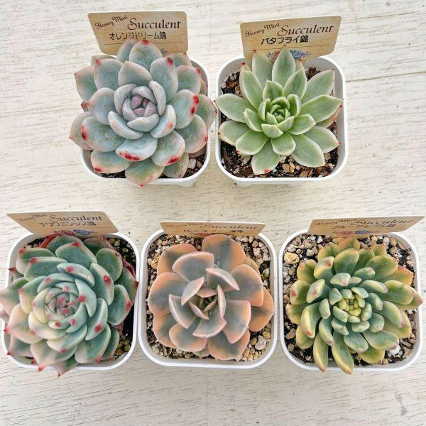 【数量限定！】お買い得！多肉植物「錦」5種類セット 5/8更新（Yahoo!・ハニーミント）