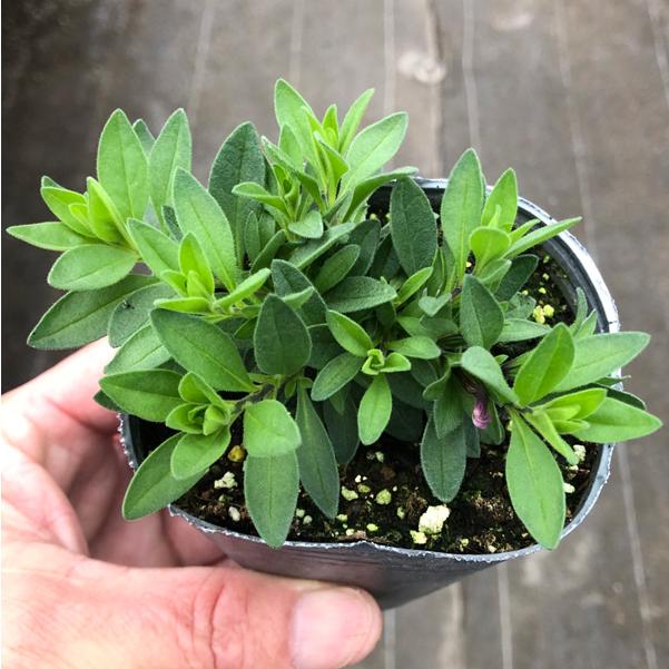 当店農場生産】カリブラコア カメレオン ダブルティックルピンク 9cm