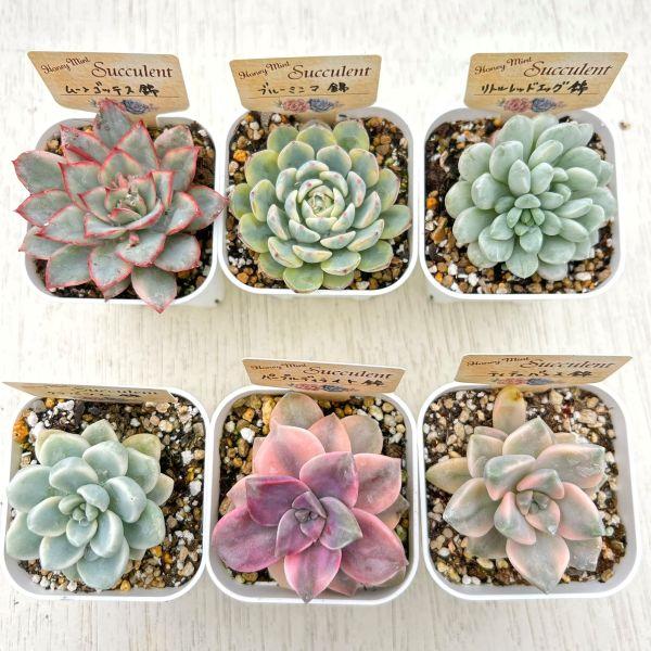 【数量限定！】お買い得！多肉植物「錦」6種類セット 4/16更新（Yahoo!・ハニーミント）