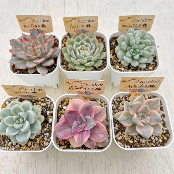 数量限定！】お買い得！多肉植物「錦」6種類セット 4/16更新 : ハニー