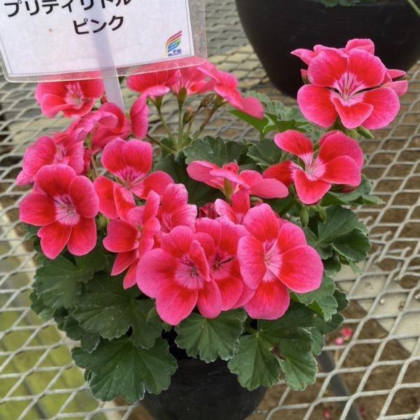 当店農場生産】ゼラニウム 「プリティリトルピンク」 9cmポット苗