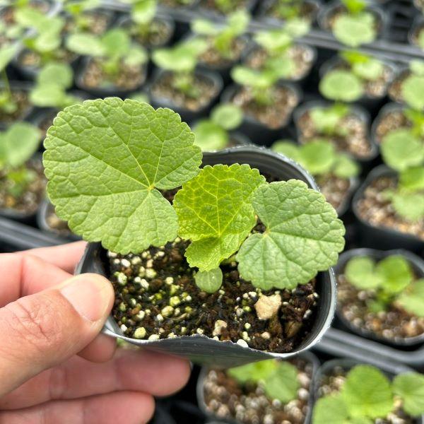 当店農場生産】ホリホック（アルセア） スプリングセレブリティーズ
