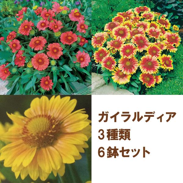 【当店農場生産】ガイラルディア 3種類6鉢セット 9cmポット苗 花壇や寄せ植えに♪ 4/22更新（Yahoo!・ハニーミント）