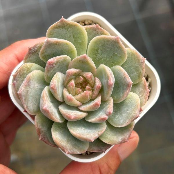 多肉植物 エケベリア マウントフジ 7.5cmポット苗 : ハニーミント