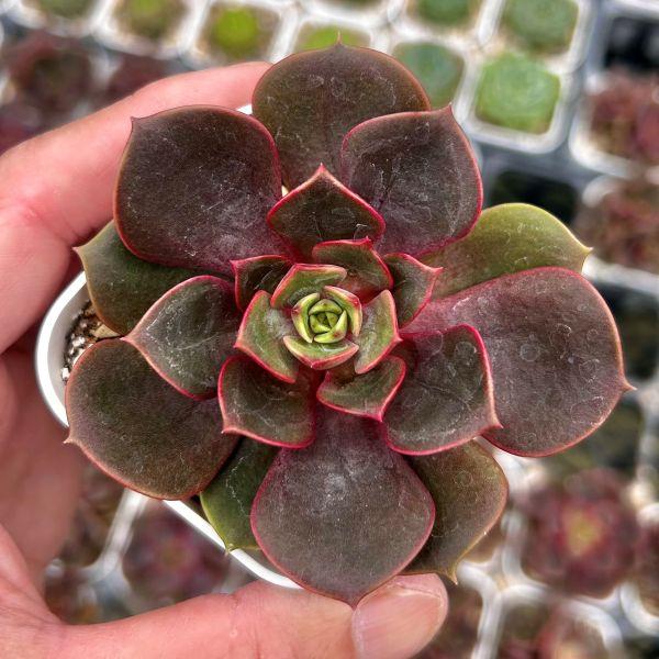 多肉植物 エケベリア ダホンパオ 7.5cmポット苗 : ハニーミント - 通販
