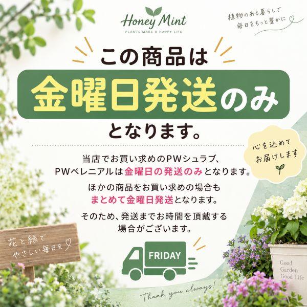 ☆金曜日発送のみ☆【当店農場生産】ハイビスカス サマリフィック