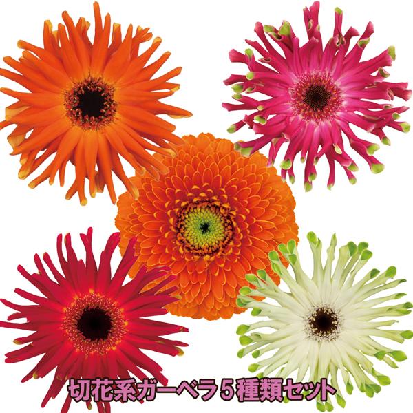 当店農場生産】カットフラワーガーベラ 5種類セット 9cmポット苗 半