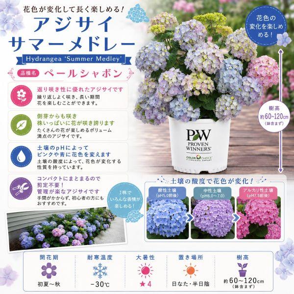 当店農場生産】PWシュラブ アジサイ サマーメドレー ペールシャボン